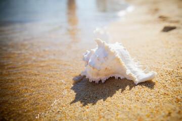 Obraz na płótnie Canvas Sea shells rest on sandy beaches, evoking tranquil vacation vibes.Sea shell resting on sandy beach, evoking tranquil vacation vibes.