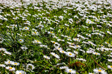 field of daisies