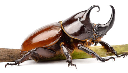 Rhinoceros beetle isolated on white background, cutout