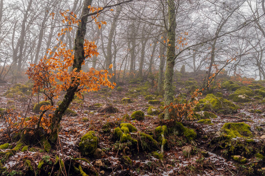 Paesaggio presso Monte Scalambra - Serrone - Frosinone - Lazio - Italia