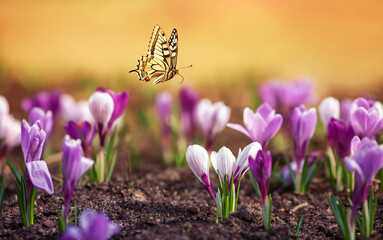natural view with many flowers of purple snowdrops crocuses and a swallowtail butterfly flying above them