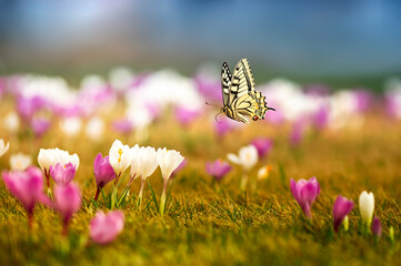 natural view with many flowers of purple snowdrops crocuses and a swallowtail butterfly flying above them - 757381241