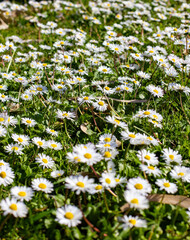 daisies in a field