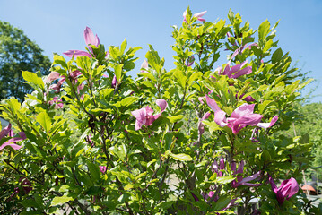 blooming magnolia bush with pink blossoms at springtime