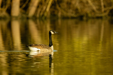 goose on the lake