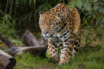 Male jaguar on the prowl