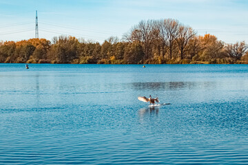 Cygnus olor, mute swans, with reflections near Plattling, Isar, Deggendorf, Bavaria, Germany