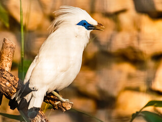 Bali starling, eucopsar rothschildi, sitting on a branch on a sunny summer day