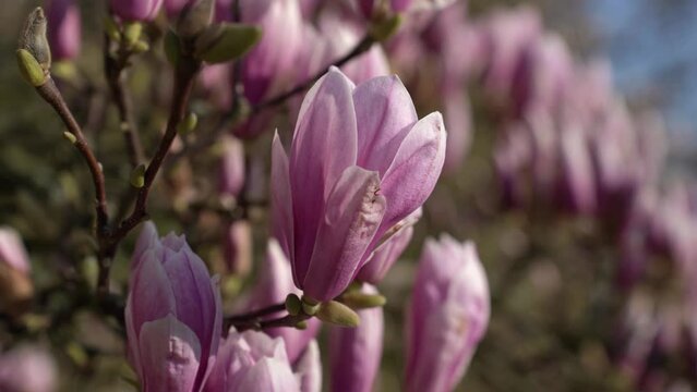 magnolia flowers on a tree in spring	