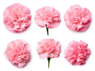 carnation collection set isolated on transparent background, transparency image, removed background