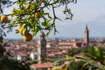 focus on orange tree with fruits and Verona old town in a background