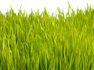 Nature, plant and grass on a white background for garden, meadow and park for growth, field and landscape. Agriculture, sustainability and isolated plants for environment, ecosystem and ecology