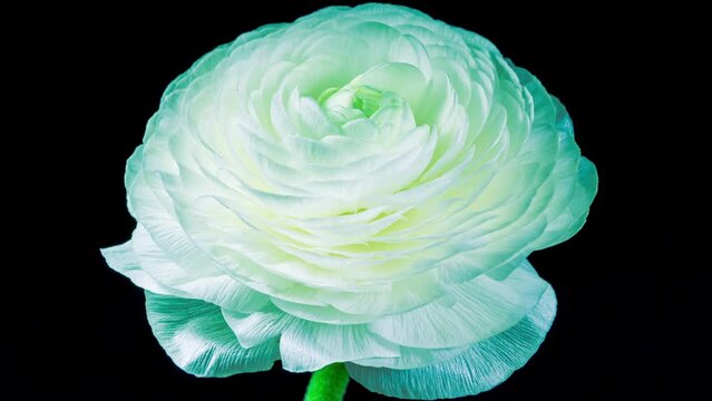 Time Lapse of Opening Green Flower Buttercup on a Black Background. Side View on Blue Ranunculus Flower Blooming in Timelapse