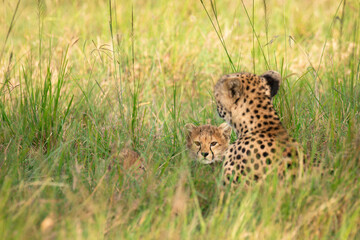 A cheetah  with cubs ( Acinonyx Jubatus) enjoying the golden light of the morning sun, Olare Motorogi Conservancy, Kenya.