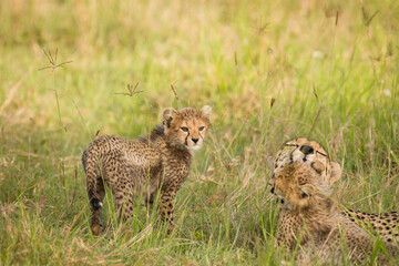 A cheetah  with cubs ( Acinonyx Jubatus) enjoying the golden light of the morning sun, Olare Motorogi Conservancy, Kenya.