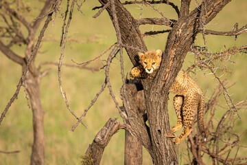 A cheetah cub ( Acinonyx Jubatus) climbing a tree, Olare Motorogi Conservancy, Kenya.