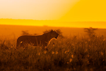 Lioness ( Panthera Leo Leo) on a hunt in the golden light of the evening sun, Olare Motorogi Conservancy, Kenya.