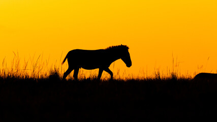 Plains zebra, equus quagga, equus burchelli, common zebra, enjoying the golden light of the evening...