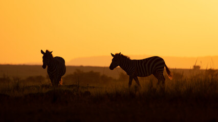 Plains zebra, equus quagga, equus burchelli, common zebra, enjoying the golden light of the evening sun, Olare Motorogi Conservancy, Kenya.
