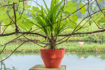 Fragrant pandan plants are planted in a pot as an ornamental plant using a method similar to bonsai...
