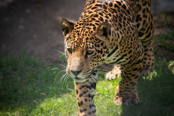 Fototapeta premium jaguar in zoo