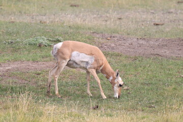 Two Grazing Pronghorns in Yellowstone.