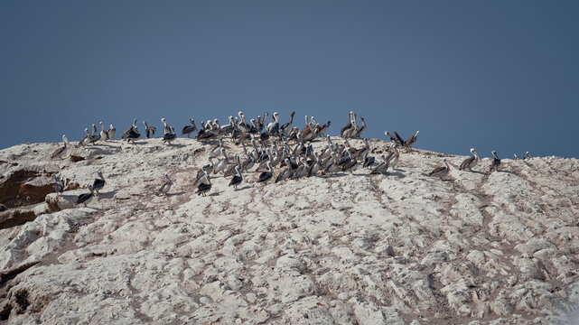 Fauna en Paracas, Per&uacute;