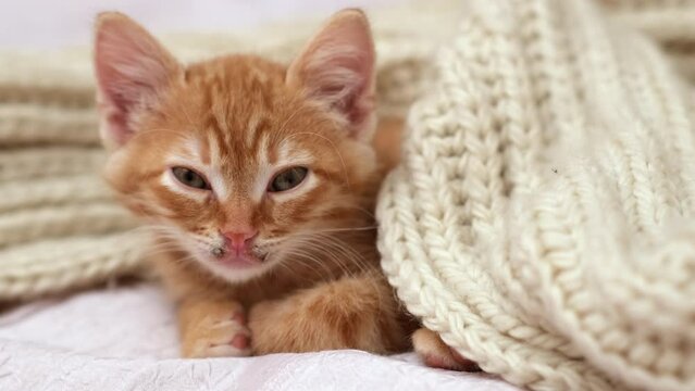 Kitten with cozy beige large-knit scarf. Little pet looking at camera. Red tabby baby cat 