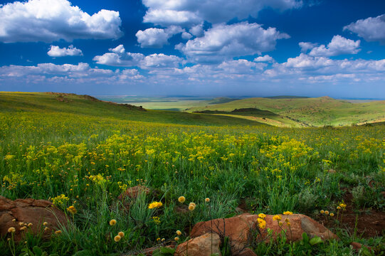 After the rains, drifts of yellow wildflowers cover the highveld grassland biome of the Suikerbosrand Nature Reserve.
