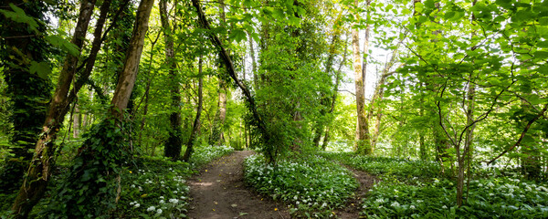 Wald Wanderweg im Frühling mit Bärlauch und sattem Grün - Panorama Landschaft mitten im Grünen