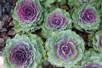 Blattkohl - Brassica oleracea 'Kyoto violet green' - obrazy, fototapety, plakaty