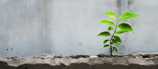 A small plant, likely a terrestrial plant or grass, is sprouting from a crack in a concrete wall. The plant is thriving despite the harsh landscape, displaying natures resilience - obrazy, fototapety, plakaty