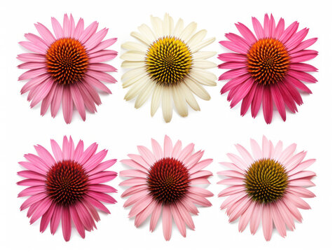 coneflower echinacea collection set isolated on transparent background, transparency image, removed background