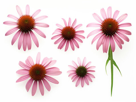 coneflower echinacea collection set isolated on transparent background, transparency image, removed background