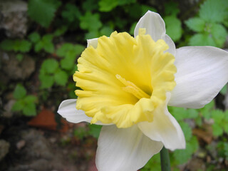 Narciso