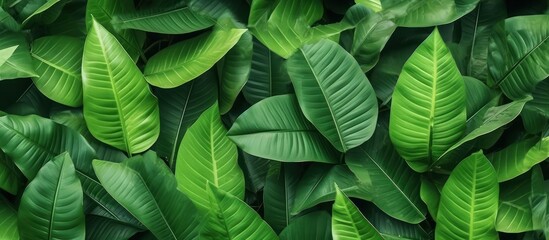 tropical concept green leaf background