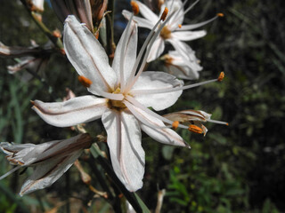 Fiore dell'asfodelo