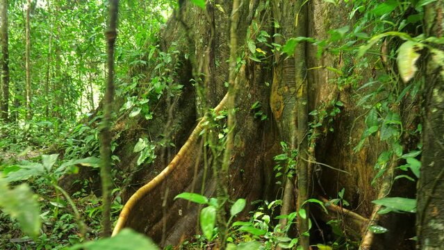 Old tree in amazonian rain forest ever green jungle. Sliding with Steady cam gimbal, POV personal perspective. Wide angle 4K