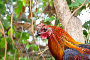 Close-up portrait of a rooster against a background of greenery
