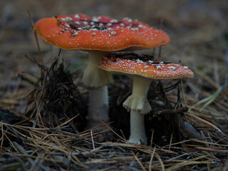 fairy fly agaric
fly agaric
red mushroom in the autumn forest
autumn gifts of the forest