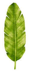 Tropical Green Leaf  watercolor style for Decorative Element