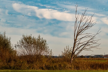 Fototapeta premium Autumn or indian summer view with Ardea alba, large egrets in flight near Wallersdorf, Dingolfing-Landau, Bavaria, Germany