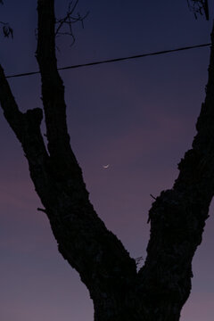 Silhouette of a tree and the crescent moon