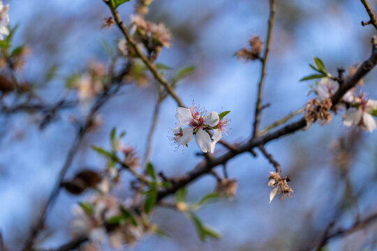 Almond tree blossom in spring, sakura
