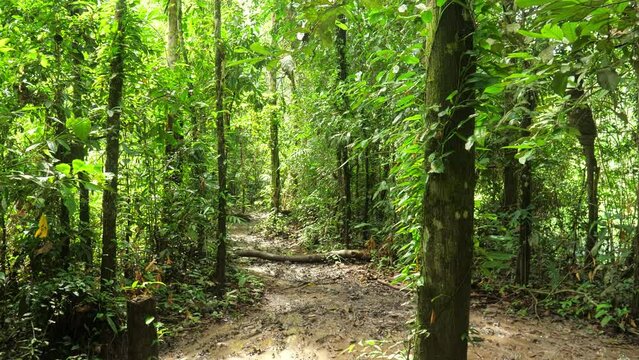 Personal perspective and point of view of walking people tourists in evergreen tropical old rain forest. Walking on path trail in the jungle. Stabilized steadicam gimbal shot, wide angle 4K, POV