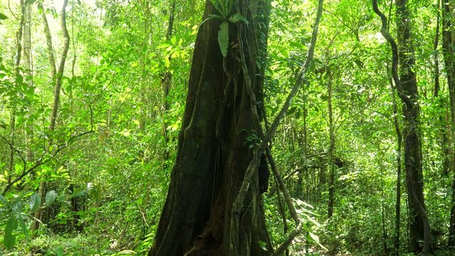 Grand mother old century tree with amazing big roots. Steady cam gimbal, POV personal perspective walking around old tree in amazonian rain forest green jungle. Wide angle 4K