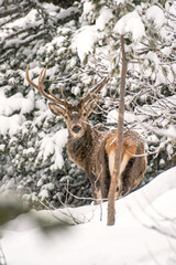 Imposing Red Deer stag (Cervus elaphus) standing in deep snow on snowy coniferous forest background while little snowflakes fall down, Winter wildlife scene. Alps Mountains, Italy. Buck in the wild.