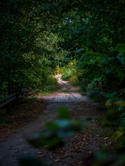 Old bridge in beautiful forest