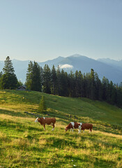 Fototapeta na wymiar Kuh auf der Walderalm, Gnadenwald, Inntal, Tirol, Österreich