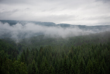 Landscape with green spruce forest in white fog where Norwegian mountains and fjords can be seen in the distance. - obrazy, fototapety, plakaty